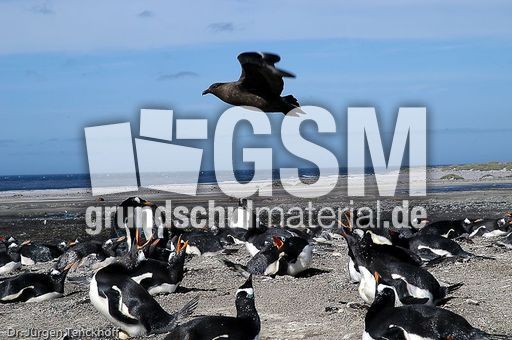 Raubmöve (Skua) (7 von 16).jpg